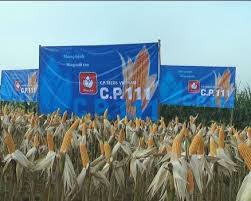 Mô hình giống ngô lai C.P. 111